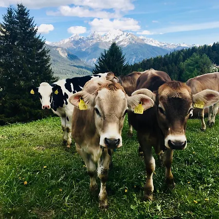 Bed & Breakfast Raschainas Lenzerheide *